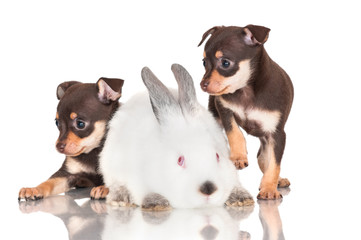 two adorable puppies with a rabbit