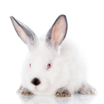adorable white rabbit