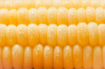 Fresh corn cob