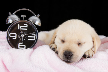 Labrador puppy sleeping on blanket with alarm clock