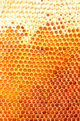 yellow beautiful honeycomb with honey, background