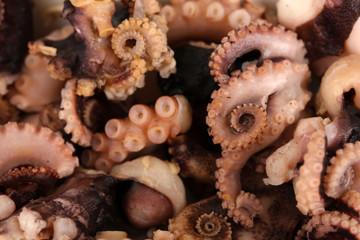tentacles of octopus, macro