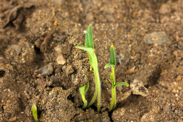 Green seedling growing from soil close-up.