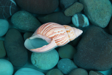 Obraz na płótnie Canvas Sea bottom with shells and stones