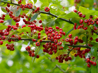 Pyracantha