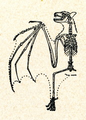 Skeleton of megabat © Juulijs