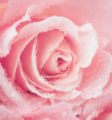 flower of fresh wet rose