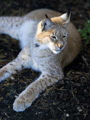 Northern lynx luxuriates in the rays of a sun at sunset