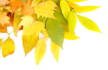 Bright autumn leafs isolated on white