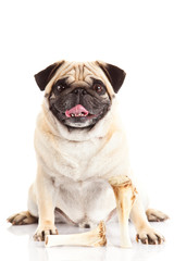 Obraz premium pug dog bone isolated on white background,