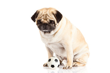 Fototapeta premium pug dog isolated on white background, soccer. ball
