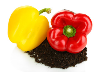 Red and yellow pepper with ground isolated on white