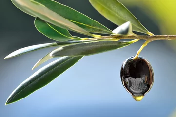 Gardinen Fresh olive and oil drop closeup background copy space. © travelbook
