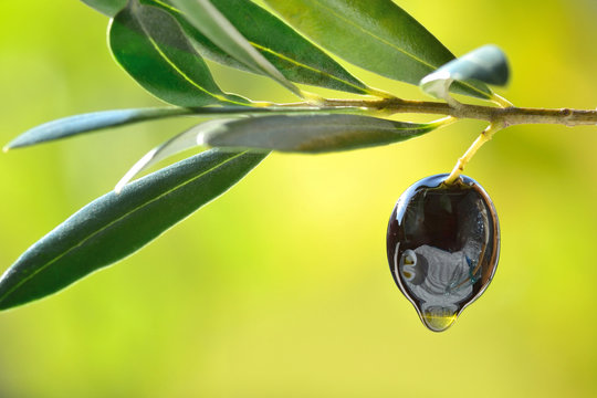 Olive with oil drop closeup, concept of fresh olive oil