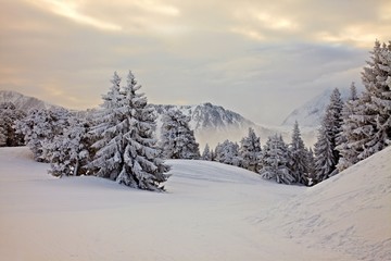 Winter forest