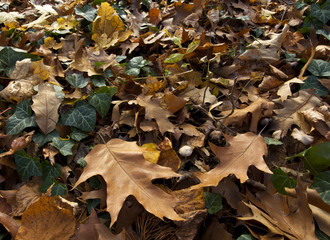 Autumn leaves, ivy and mushrooms.