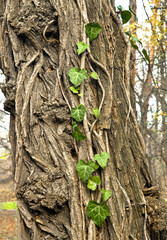 Obraz premium Ivy growing on a tree