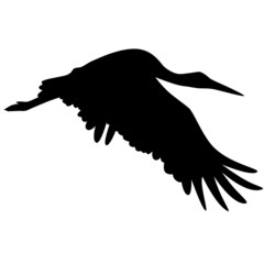 Storch