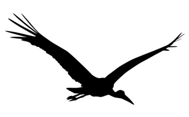 Storch