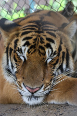 Fototapeta na wymiar Sleeping Tiger