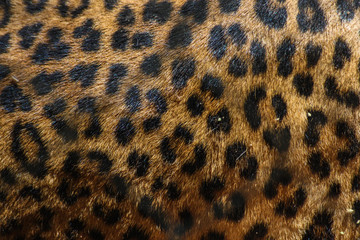 Leopard Spots