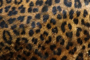Keuken spatwand met foto Leopard Spots © stifos