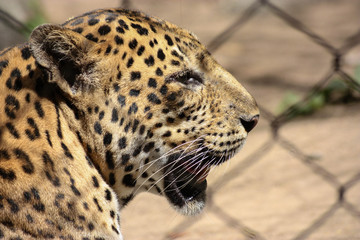 Leopard In Profile