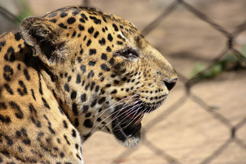Fototapeta premium Leopard In Profile