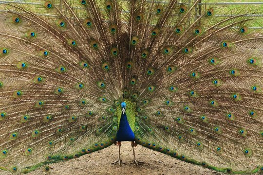 Peafowl male displaying its large colorful plumage