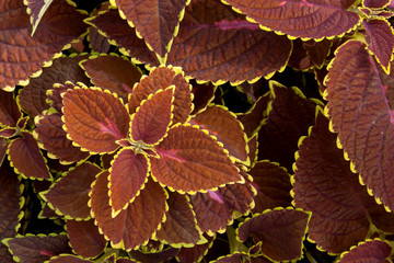 Coleus plant  background.