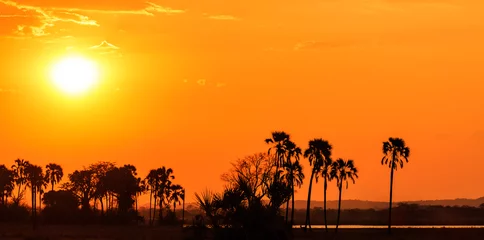 Türaufkleber Orange leuchtender Sonnenuntergang in einer Palmenlandschaft © pwollinga