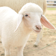 Cute little young sheep in farm, square size