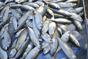 Fresh raw mackerel fish in market
