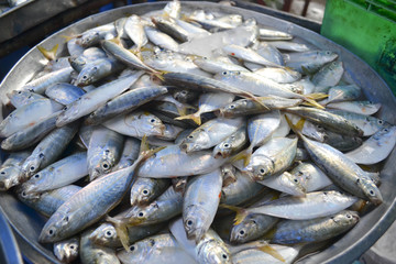 Fresh raw mackerel fish in market
