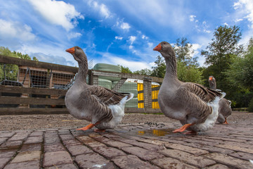 Couple of Farm Goose
