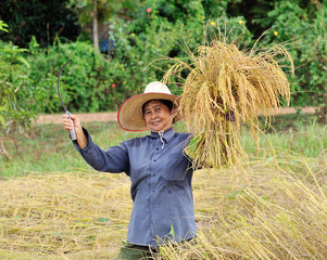 farmers harvesting rice in rice field in Thailand