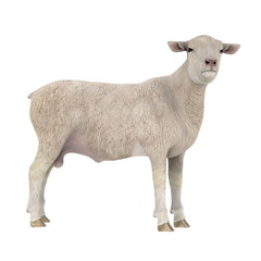 Naklejka premium 羊