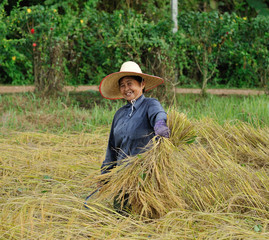 Naklejka na ściany i meble farmers harvesting rice in rice field in Thailand