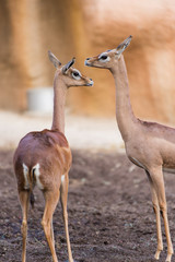 Obraz premium two gazelles