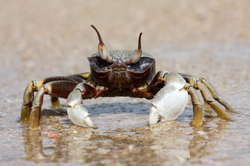 Crab on the beach