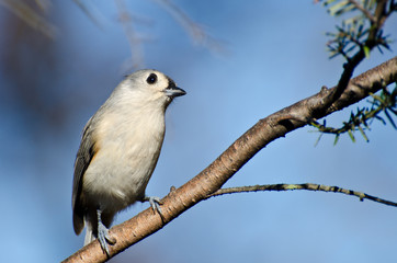 Tufted Titmouse Perched in a Tree