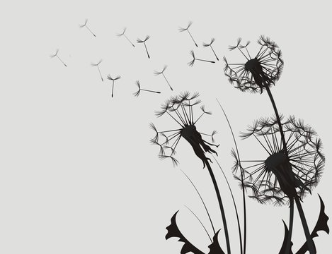 Fototapeta Dandelion Silhouette