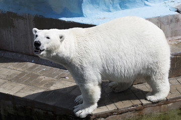 Obraz na płótnie Canvas Beautiful polar bear at the zoo.