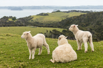 Fototapeta premium ewe with two lambs