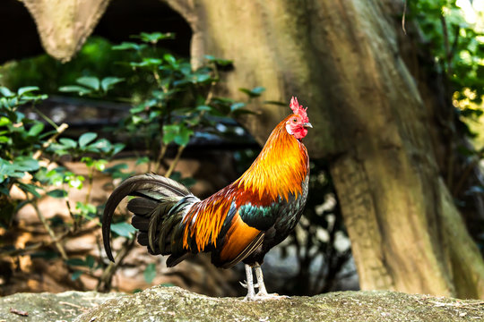 cock  in chiangmai zoo, chiangmai Thailand