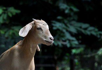 Portrait of a Goat