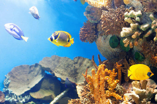  tropical fish at coral reef
