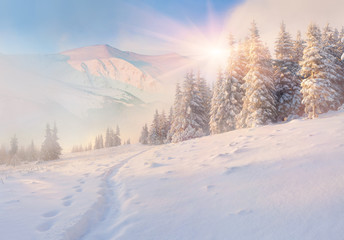 Colorful winter morning in the mountains