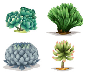 Different cacti