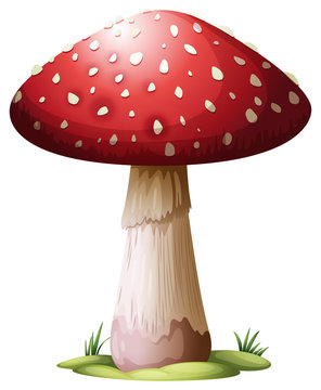 Royal Agarics